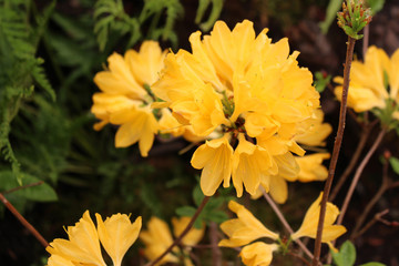 Rhododendron luteum 