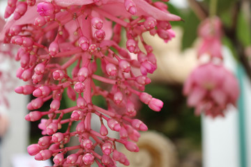 Medinilla magnifica. Philippine orchid from the family Melastomataceae.