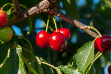 Big red cherries with leaves and stalks. Good harvest of juicy ripe cherries. Cluster of ripe...
