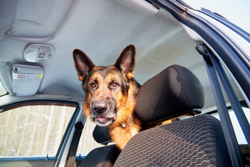 Dog German Shepherd in a car during travel