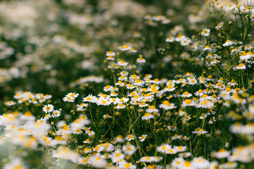 Natural meadow with many daisies in the Lüneburger Heide, Germany.