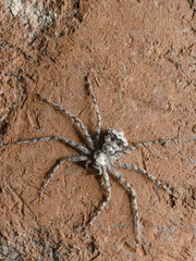 Big flat spider on the red brick wall. Macro photography of insects, selective focus, copy space.