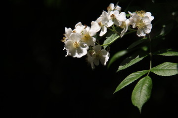 Blooming White Wild Rose And Young Leaves With Black Backgrounds And Warm Sunlight Summertime In...
