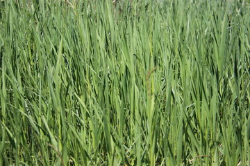 Green Earth. Youngg Green Blady grass Growing On Open Space With Warm Sunlight.  Purity Of Natural