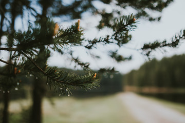 tree in forest