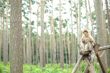 Ape in Nature