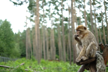 Ape in Nature