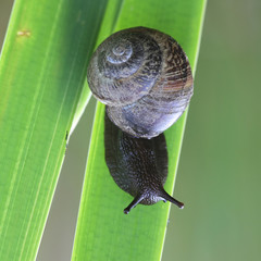 Arianta arbustorum, a land snail sometimes known as the copse snail