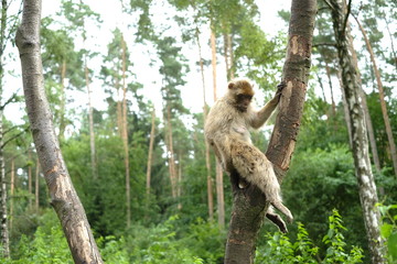 Ape in Nature