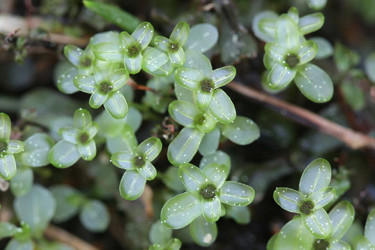 Rhizomnium punctatum, known as dotted thyme-moss or red penny moss