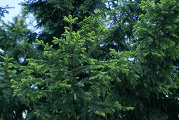 Fototapeta premium Young branches of ornamental spruce spring