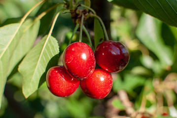 Big red cherries with leaves and stalks. Good harvest of juicy ripe cherries. Cluster of ripe cherries on cherry tree. Fresh and healthy fruit. Cherry orchard.