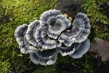Trametes versicolor – also known as Coriolus versicolor and Polyporus versicolor - commonly...