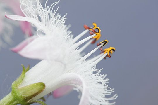 Menyanthes trifoliata, known as bogbean, Buckbean, Bog Bean, Buck Bean or Marsh Trefoil, both a traditional food plant and medicinal plant
