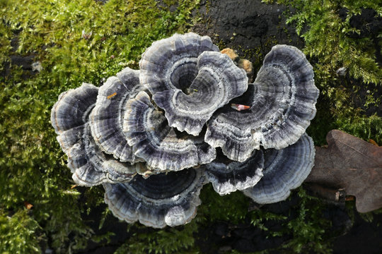 Trametes versicolor – also known as Coriolus versicolor and Polyporus versicolor - commonly called the turkey tail