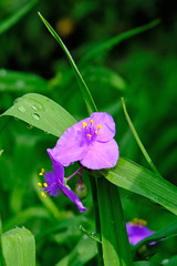 Meadow. Purple flowers with drops of dew on a blurred background. Nature