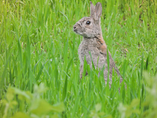 Wild rabbit in the Milano fields