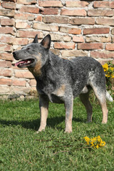 Australian Cattle Dog in front of the wall