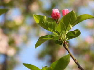 Begonia flower in China