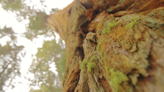 wide angle shot of sequoia tree bark with smooth rotation movement and rack focus on top of the tree
