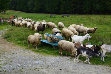 Goats and sheep © astaszczyk