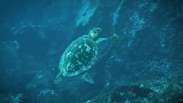 Scuba diving with a sea turtle.
