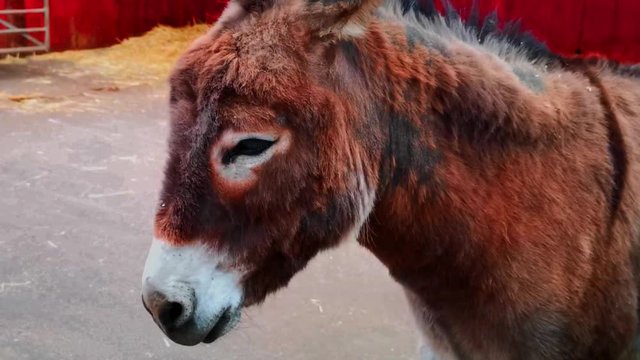 A donkey relaxing on a summers day in a farm
