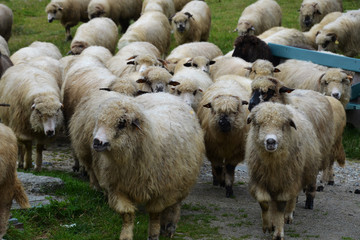 sheep in the countryside © astaszczyk