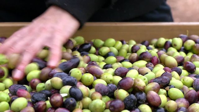 olive harvesting, olive yield, black olives, green olives
