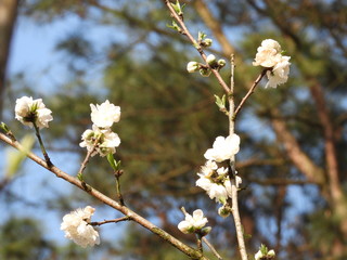 Begonia flower in China