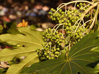 the green plant in the park