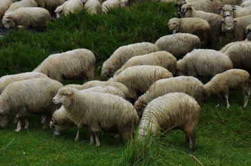 sheep in the countryside