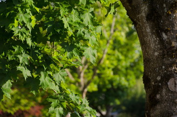 Close-up of bulky maple leaves heap