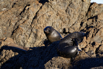 Naklejka na ściany i meble New Zealand fur seal pups