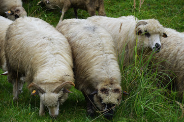 Sheep in the countryside © astaszczyk