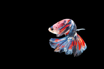 movement of Betta fish, siamese fighting fish, betta splendens isolated on black background