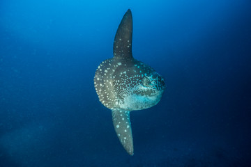 Mola Mola in Nusa Penida