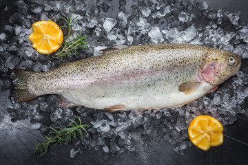 Raw trout fish on ice with rosemary and lemon over stone dark background , top view