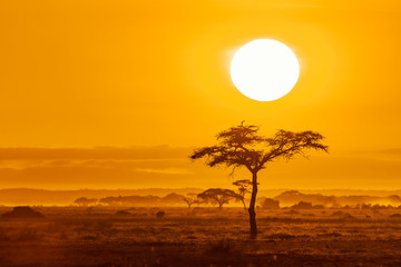 Sunrise over acacia trees in Amboseli