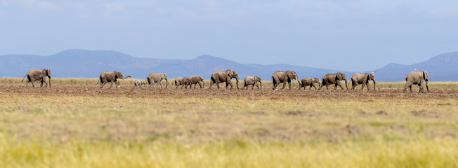 Naklejka na ściany i meble Panorama of elephants walking through Amboseli