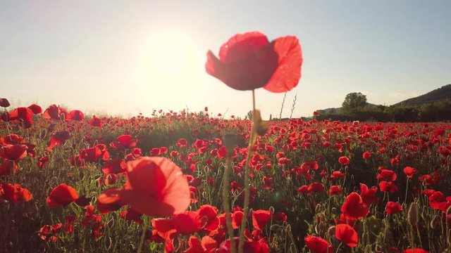 Campo di papaveri rossi al sole, una bella visione naturale mossa lentamente dal vento.