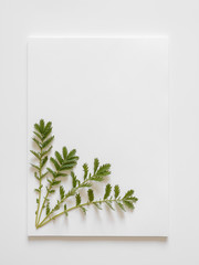 White sheets of paper on white background with green leaves. Minimal concept, copy space.