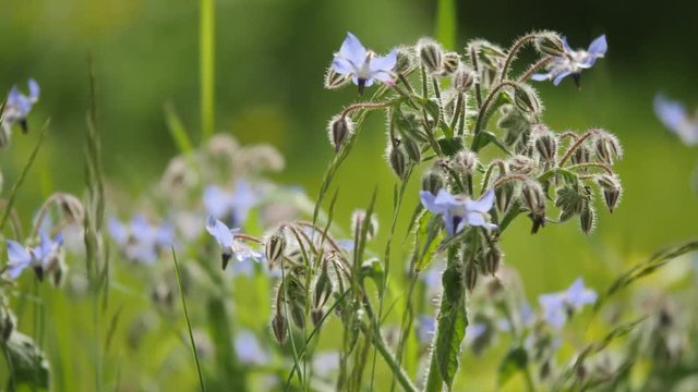 die Waldpolizei trifft man auch &uuml;ber all, Ameisen sind manchmal l&auml;sstig, wenn man sie im Haus hat, aber in der freien Natur sind sie so wichtig wie das t&auml;glich Licht, der Regen, der Wind 