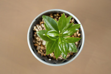 young coffee plants from above and down.