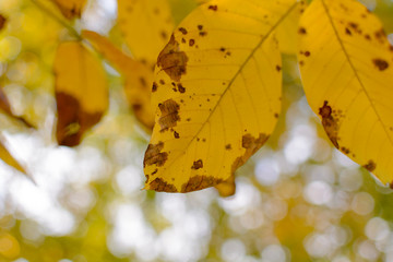 Obraz premium Yellow autumn leaves decorate a beautiful nature bokeh background