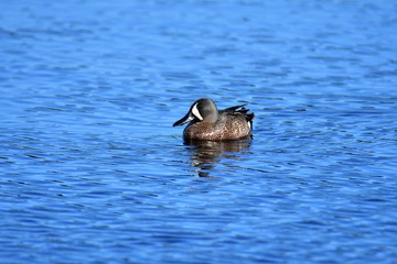 Blue-winged Teal         Burnaby lake BC Canada