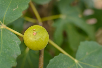 Yellow raw figs on the branch of a fig tree