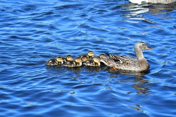 Mallard Duck family swimming on the lake.           Burnaby lake BC Canada     