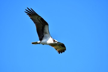 A Osprey searching the fish to eat.           Burnaby lake BC Canada