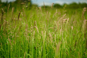 Obraz premium tall green grass in a field